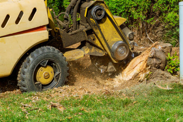 Best Best Tree Removal Services  in Dothan, AL